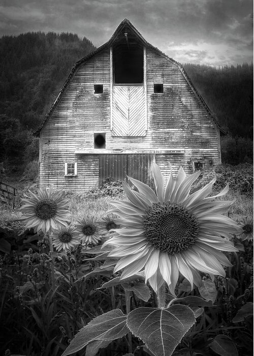 Barns Greeting Card featuring the photograph Rustic in Black and White by Debra and Dave Vanderlaan