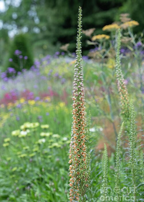 Digitalis Ferruginea Greeting Card featuring the photograph Rusty Foxglove in the Great Broad Walk Borders at Kew by Tim Gainey