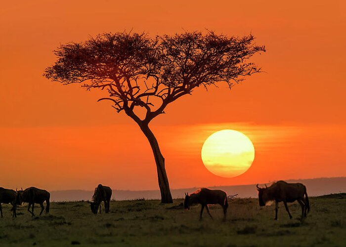 Kenya Greeting Card featuring the photograph Safari Sunset by Hua Zhu