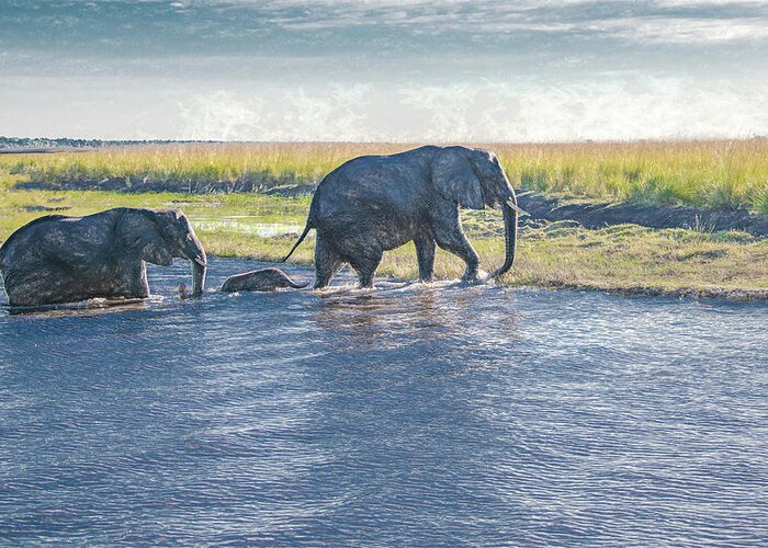 Elephants Greeting Card featuring the photograph Safe Crossing by Marcy Wielfaert