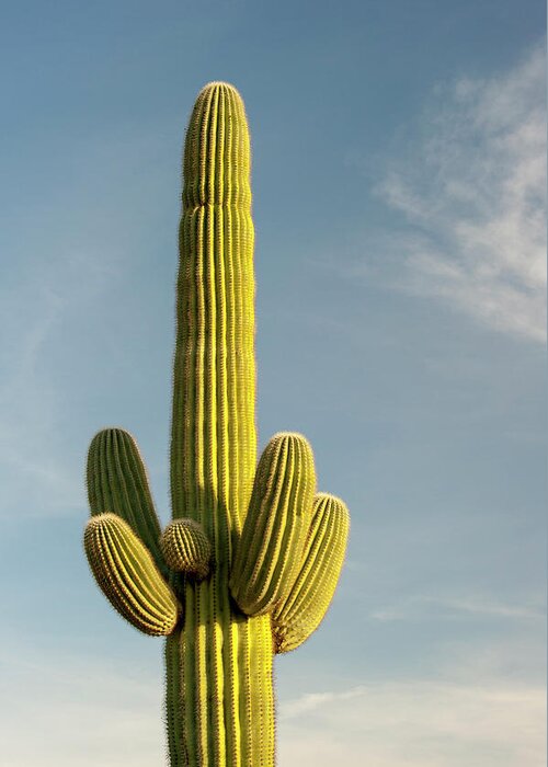 Saguaro Cactus Greeting Card featuring the photograph Saguaro Cactus by Brian Stablyk