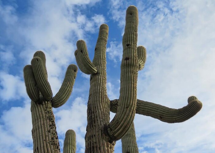 Arizona Greeting Card featuring the photograph Saguaro Clique by Judy Kennedy