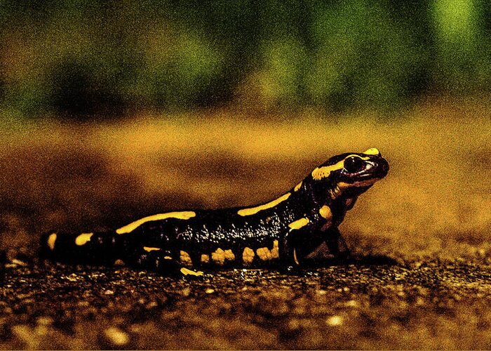 Animals Greeting Card featuring the photograph Salamander 2 by Jorg Becker