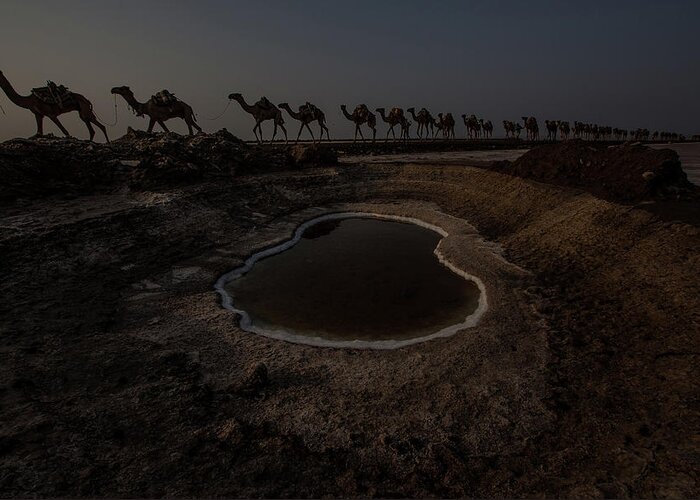 Danakil Desert Greeting Card featuring the photograph Salt Camel Caravan In Danakil Depression by Anthony Pappone