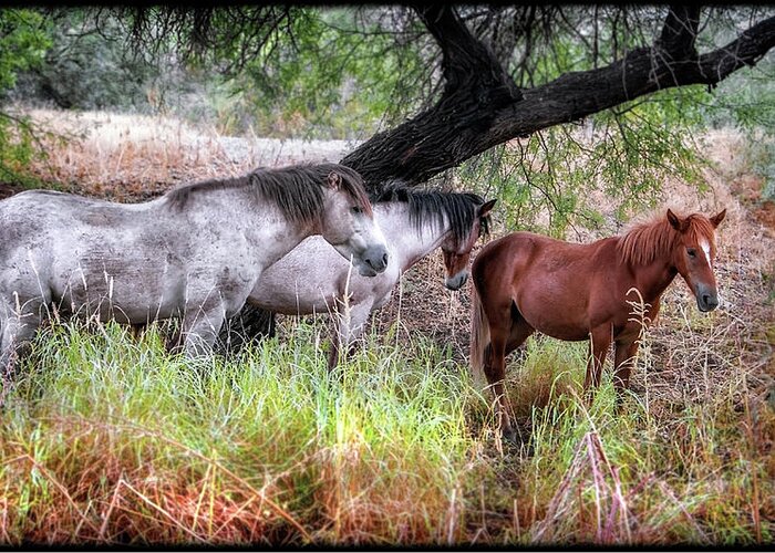 Horses Greeting Card featuring the photograph Salt River Wild Horses by Elaine Malott