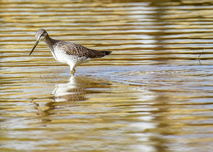 Sand Piper Greeting Card featuring the photograph Sand Piper by Michelle Wittensoldner