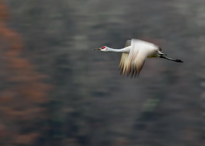 Sandhill Greeting Card featuring the photograph Sandhill Crane Flying by Young Feng