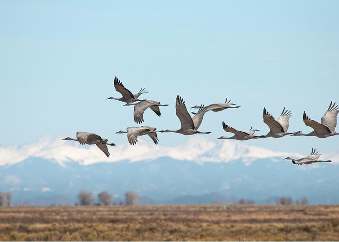San Luis Valley Greeting Card featuring the photograph Sandhill Cranes Over Monte Vista by Skibreck