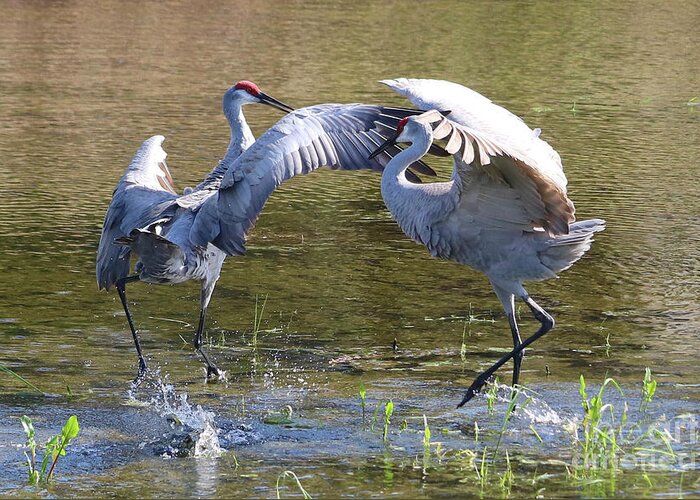 Florida Sandhill Cranes Greeting Card featuring the photograph Sandhills Swing Your Partner by Carol Groenen