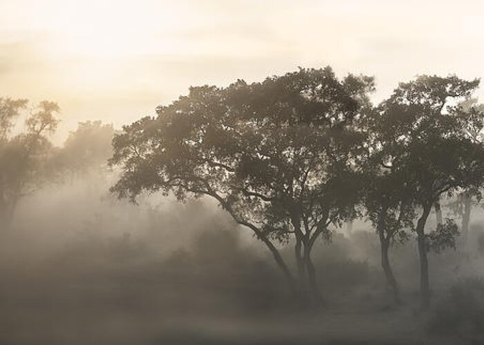 Landscape Greeting Card featuring the photograph Savana Sunrise by Nicola Molteni