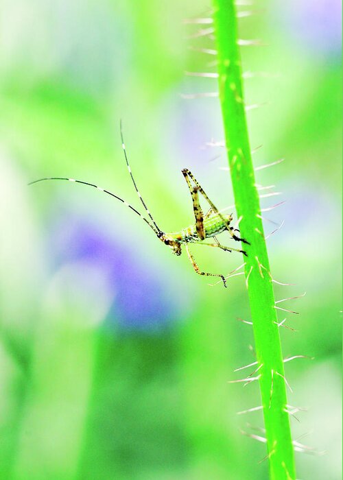 Green Greeting Card featuring the photograph Say Hello To My Little Green Insect Friend by Don Northup