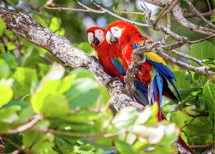 America Greeting Card featuring the photograph Scarlet macaws in Costa Rican forest by Alexey Stiop