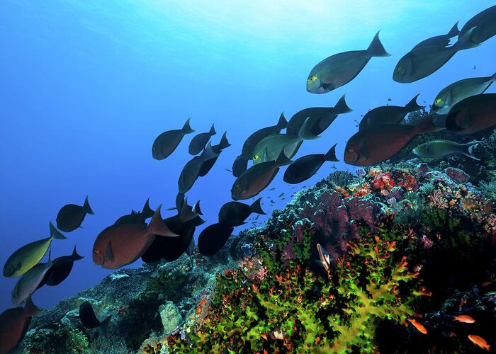 Underwater Greeting Card featuring the photograph School Of Eyestripe Surgeonfish by Ifish