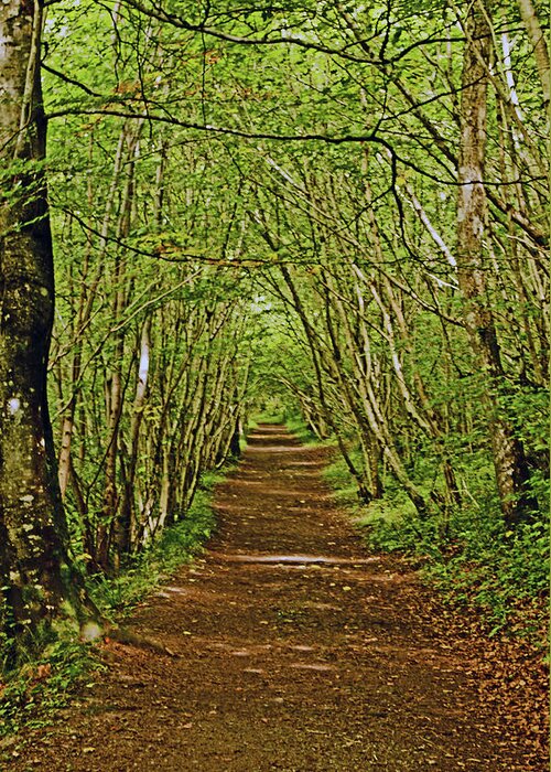 Scotland Greeting Card featuring the photograph SCOTLAND. Killiecrankie. Path Through The Trees. by Lachlan Main
