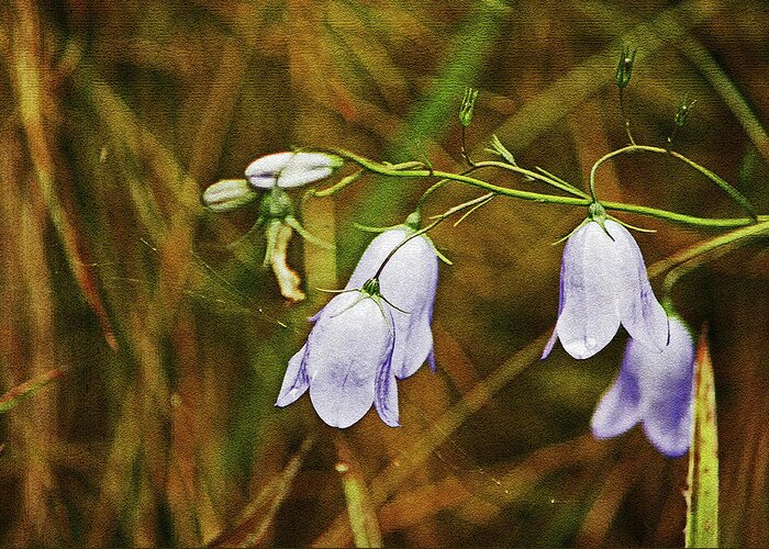 Scotland Greeting Card featuring the photograph SCOTLAND. Loch Rannoch. Harebells In The Grass. by Lachlan Main