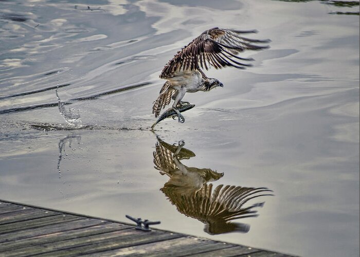 Osprey Fishing Greeting Card featuring the photograph Osprey With Fish at the Marina by Cordia Murphy