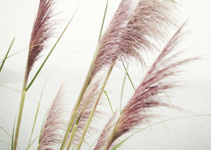 Pampas Grass Greeting Card featuring the photograph Sea Grasses by Lupen Grainne