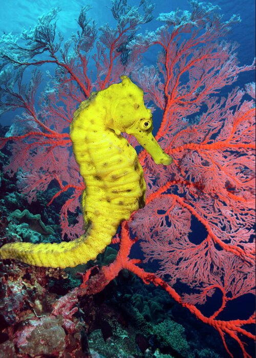 Sea Horse Greeting Card featuring the photograph Sea Horse With Gorgonian Soft Coral by Georgette Douwma