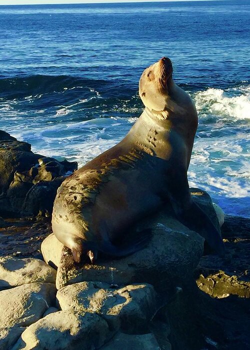 La Greeting Card featuring the photograph Sea Lion,La Jolla Cove,SD by Bnte Creations