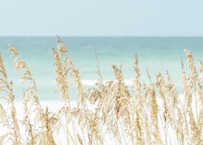 America Greeting Card featuring the photograph Sea Oats Beach Grass Pensacola Florida Panorama Photo by Paul Velgos