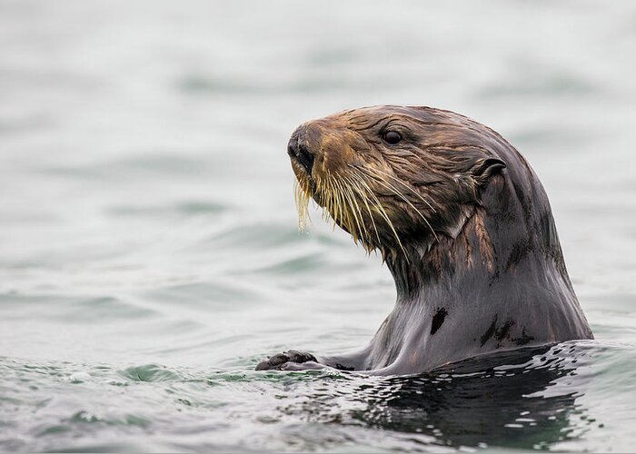 Sebastian Kennerknecht Greeting Card featuring the photograph Sea Otter In Elkhorn Slough by Sebastian Kennerknecht