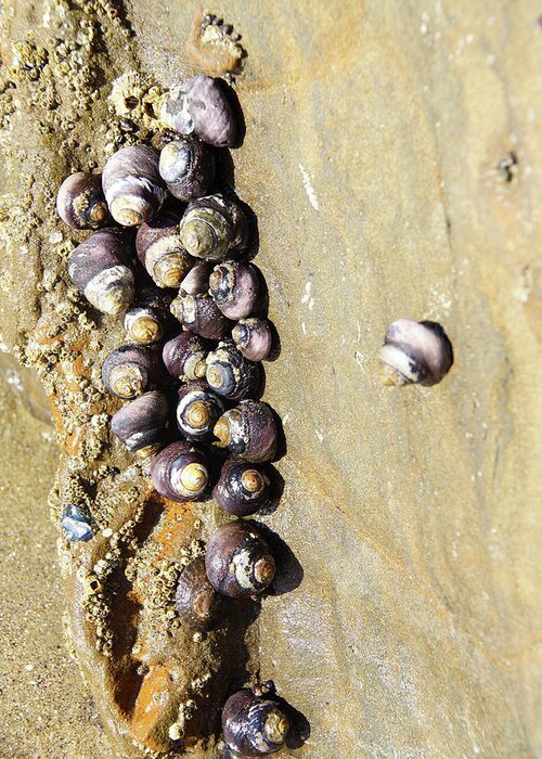 Coast Greeting Card featuring the photograph Sea snail cluster by Steve Estvanik