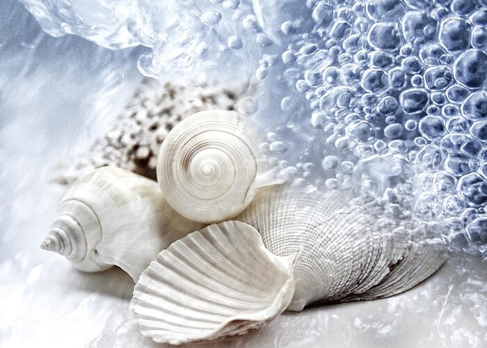 Animal Shell Greeting Card featuring the photograph Sea Snails by Maika 777