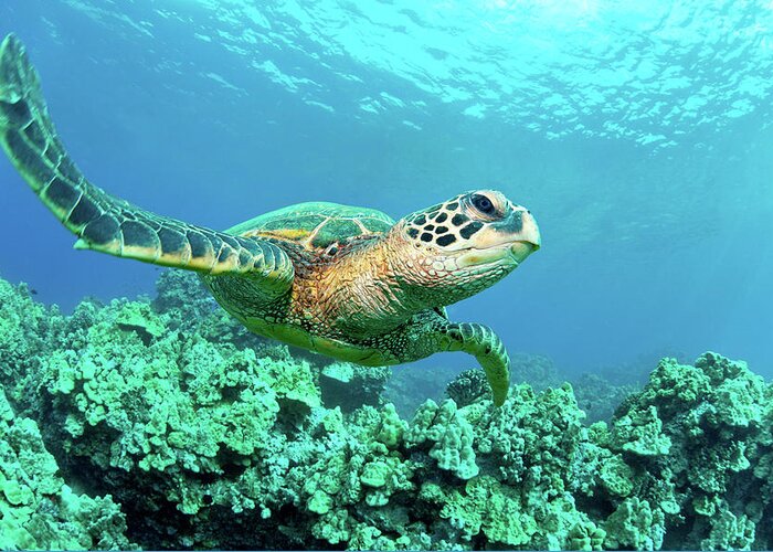 Underwater Greeting Card featuring the photograph Sea Turtle In Coral, Hawaii by M Sweet