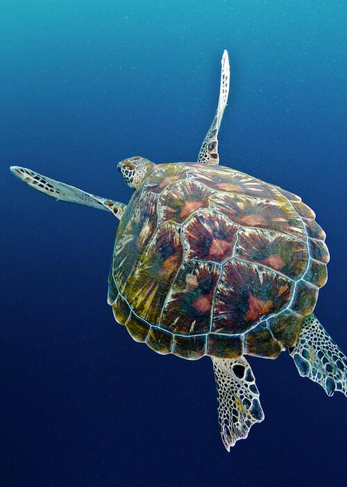 Underwater Greeting Card featuring the photograph Sea Turtle by Raimundo Fernandez Diez