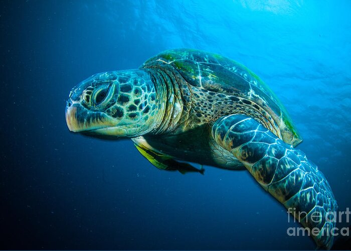 Sulawesi Greeting Card featuring the photograph Sea Turtle Swimming Bunaken Sulawesi by Fenkieandreas