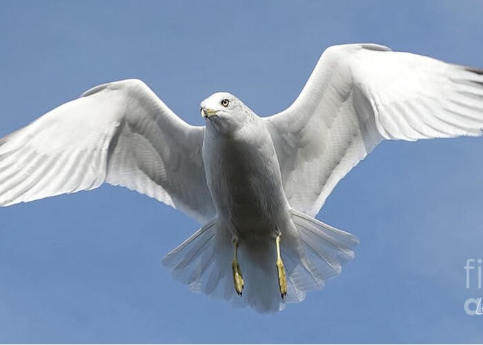 Seagull Greeting Card featuring the photograph Seagull in Flight by Lena Wilhite