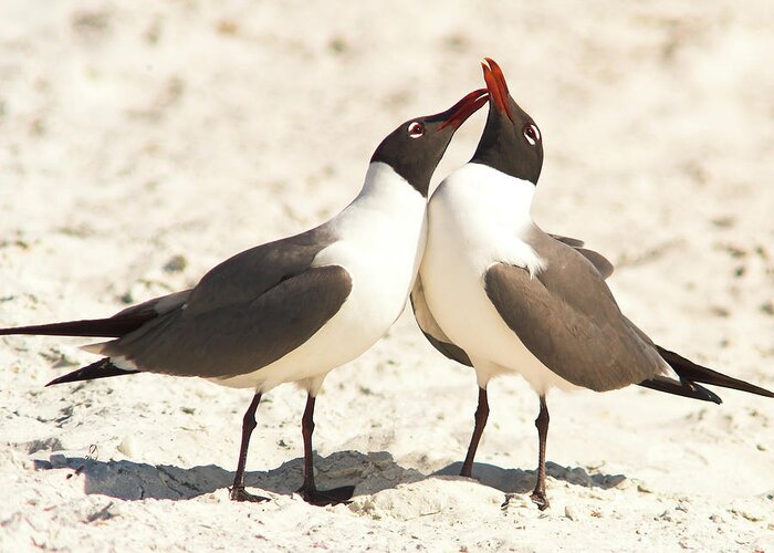 Laughing Gull Greeting Card featuring the photograph Seagull Love by Jane Axman