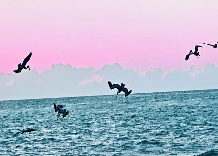 Birds Greeting Card featuring the photograph Seagulls Diving for Dinner at Sunset in Captiva Island Florida by Shelly Tschupp