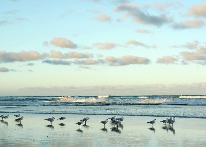 Working Greeting Card featuring the photograph Seagulls In Heaven V2 by Breecedownunder