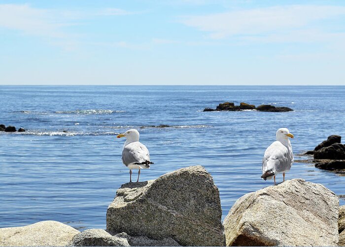 Water's Edge Greeting Card featuring the photograph Seagulls by Nicolecioe
