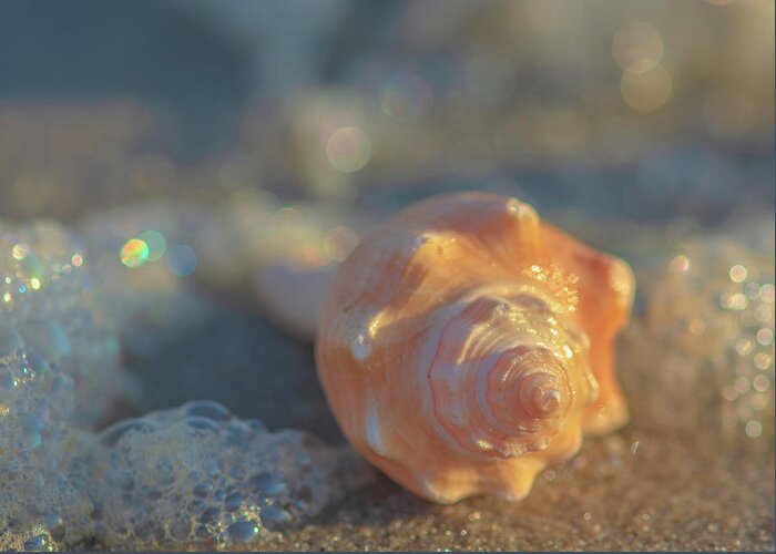 Seashell Greeting Card featuring the photograph Seashell and Water Bubbles by Lori Rowland