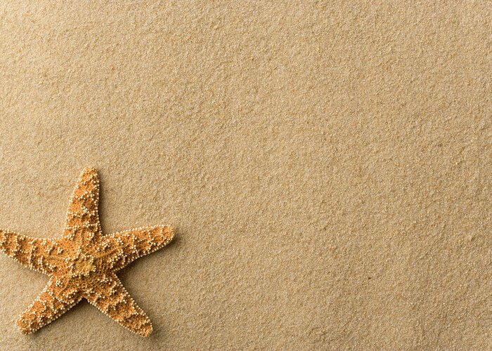 Empty Greeting Card featuring the photograph Seashell - Starfish On Beach by Flamingpumpkin