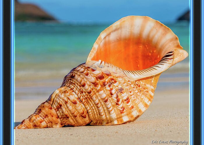 Seashells Greeting Card featuring the photograph Seashells Gallery Button by Aloha Art