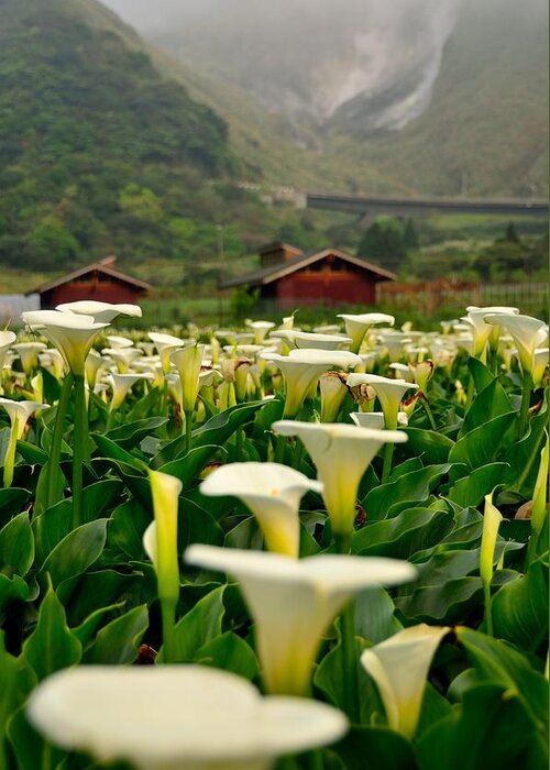 Tranquility Greeting Card featuring the photograph Seasons Of Calla Lilies~~ by Photo@stanley Hsu From Taiwan