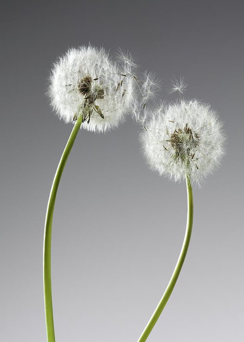 Two Objects Greeting Card featuring the photograph Seeds Connecting Two Dandelions by Andy Roberts