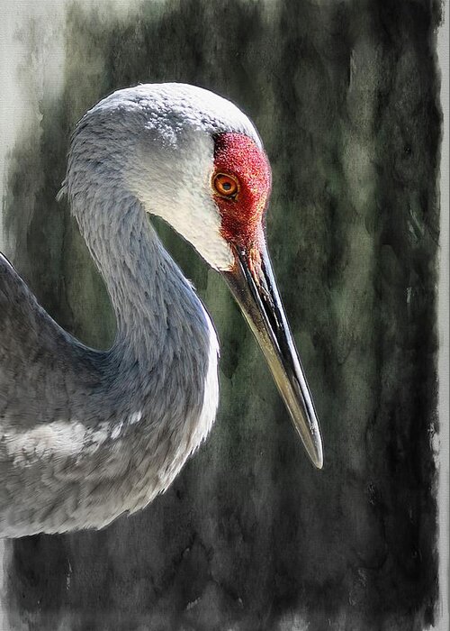 Sandhill Greeting Card featuring the photograph Serene by Stoney Lawrentz