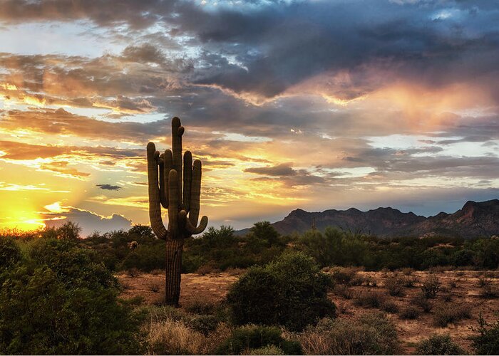 Saguaro Sunset Greeting Card featuring the photograph Serenity On A Sonoran Evening by Saija Lehtonen
