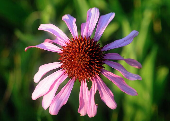 A Single Purple Coneflower Greeting Card featuring the photograph Shades Of Nature 19 by Gordon Semmens
