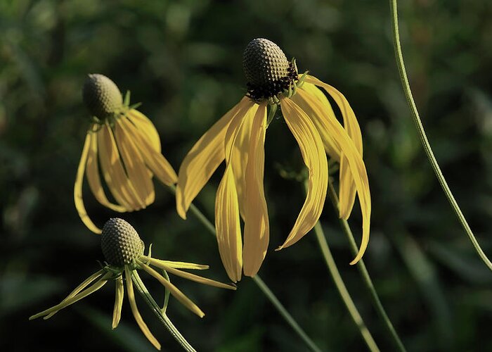 Yellow Coneflowers Greeting Card featuring the photograph Shades Of Nature 43 by Gordon Semmens