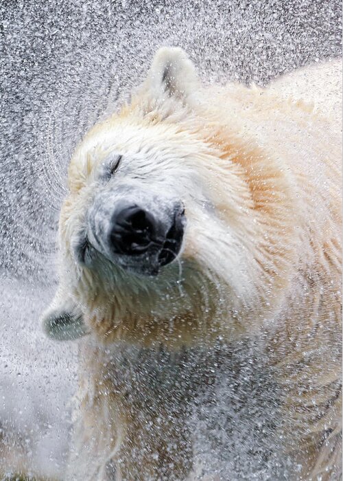 Animal Themes Greeting Card featuring the photograph Shaking Polar Bear by Picture By Tambako The Jaguar
