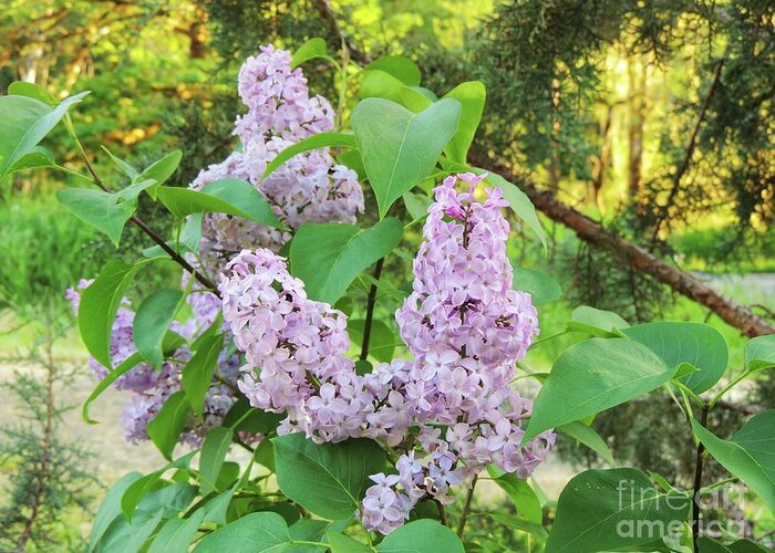 Flowers Greeting Card featuring the photograph Shaniko Lilacs by Julie Rauscher