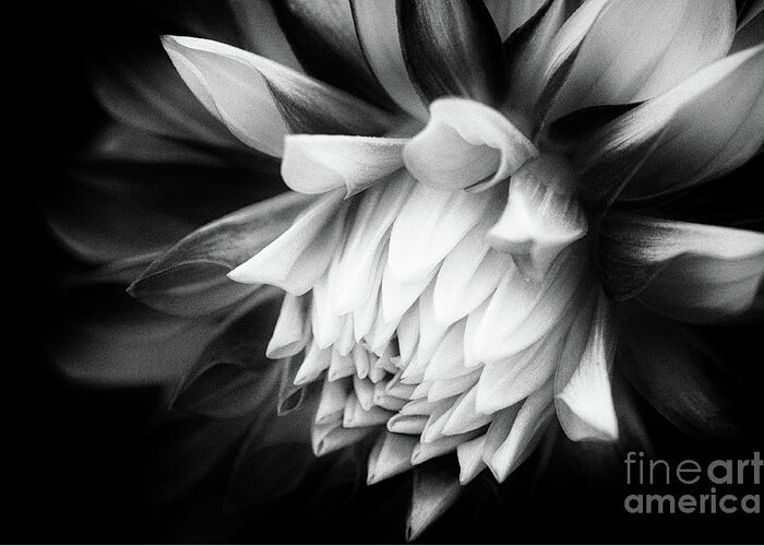 Asteraceae Greeting Card featuring the photograph She is Slipping Away by Venetta Archer