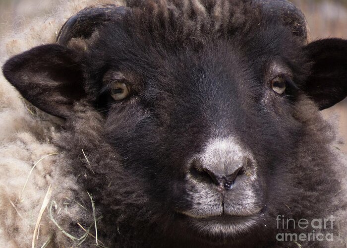 Sheep Greeting Card featuring the photograph Sheep Face 1 by Christy Garavetto