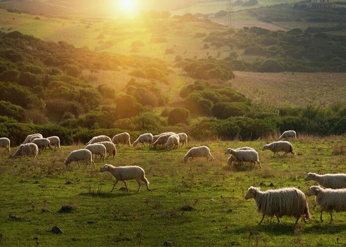 Grass Greeting Card featuring the photograph Sheep Grazing On Grassy Hillside by Walter Zerla