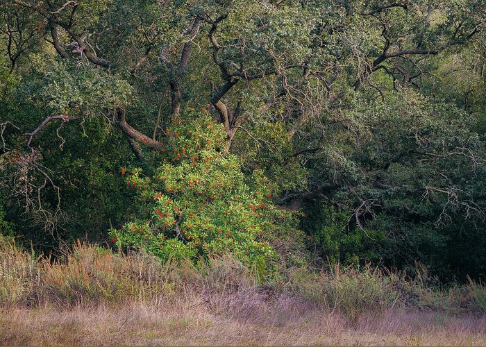 Daley Ranch Greeting Card featuring the photograph Sheltered Toyon by Alexander Kunz